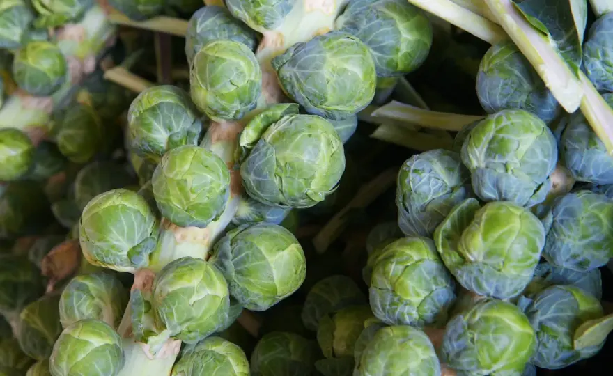 Rosenkohl richtig anbauen - so werden die Röschen fest