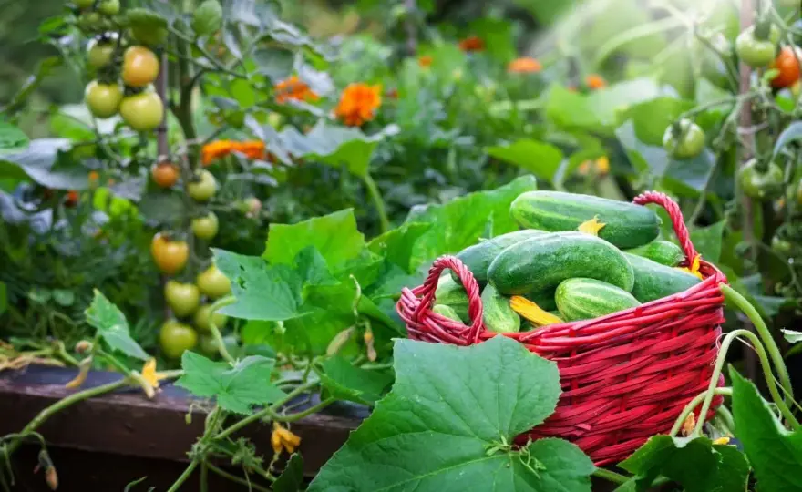 Snackgurken im Hochbeet richtig anbauen und reich ernten