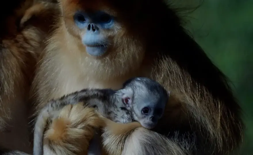 Mono de nariz chata - ¿Por qué es tan especial este primate?