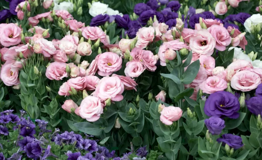 Eustoma w ogrodzie - Uprawa, pielęgnacja i obfite kwitnienie