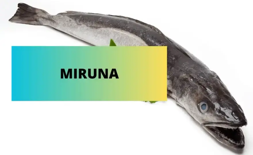 Miruna - co to za ryba? Smak, pochodzenie, jak ją przyrządzić