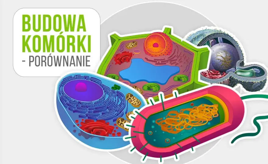 Jak wygląda komórka roślinna? Zaskakujące cechy i struktura komórki
