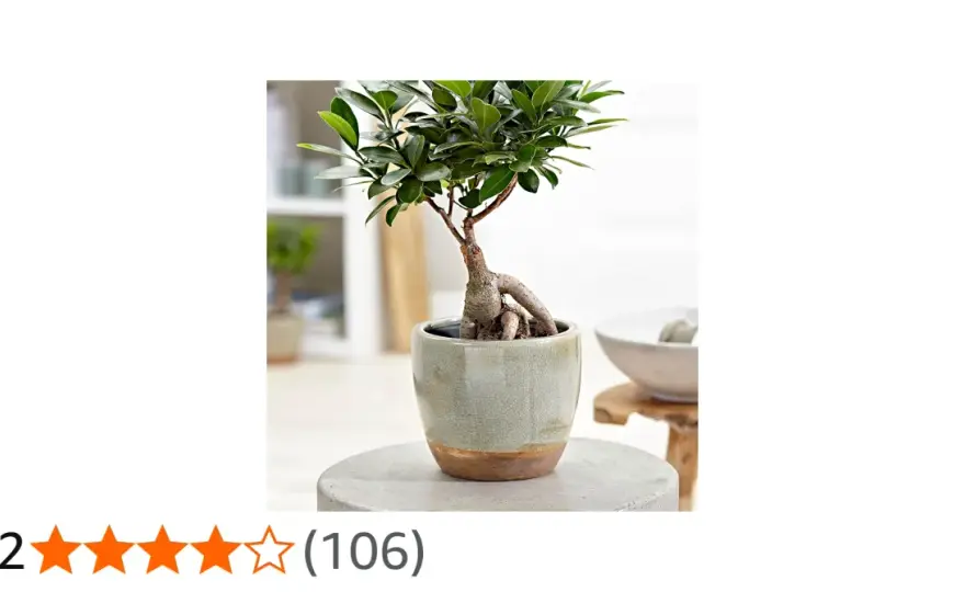 Ficus microcarpa ginseng - så håller du den tät och frisk