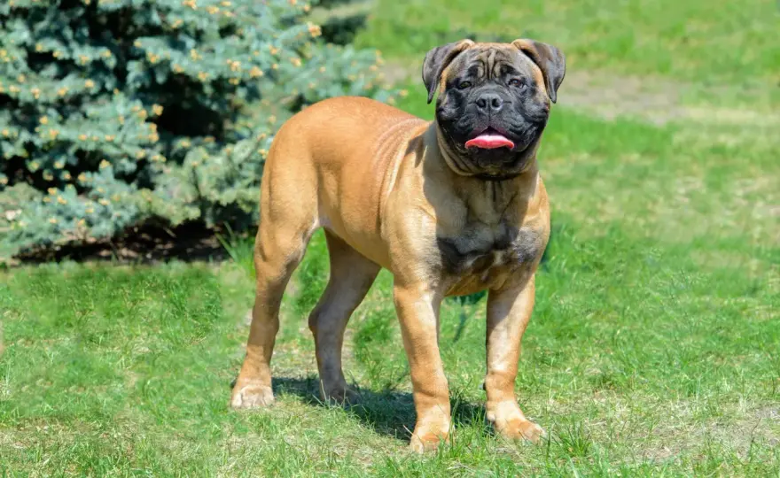 Bullmastiff - Wesen, Erziehung und Haltung richtig einschätzen