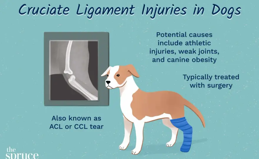 Dog CCL Tear - What Vets Want You to Know