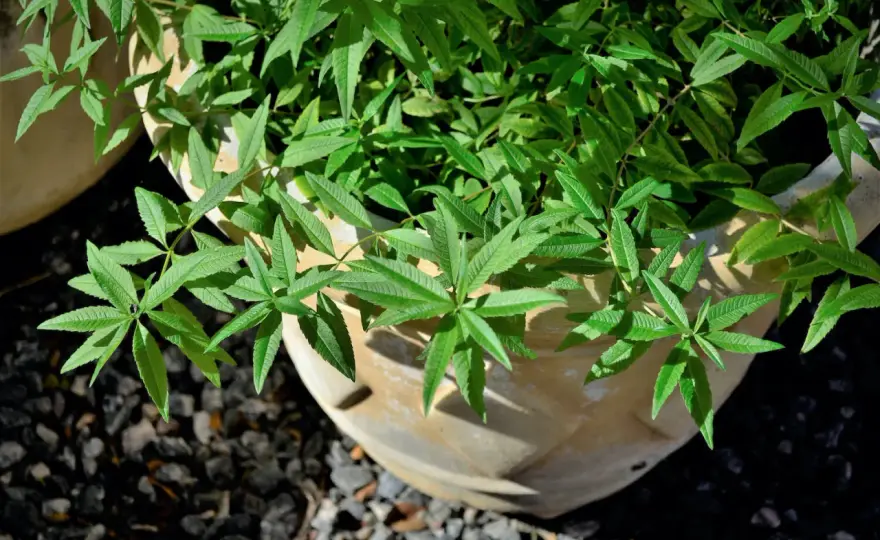 Zitronenverbene richtig ernten - So geht's für mehr Aroma