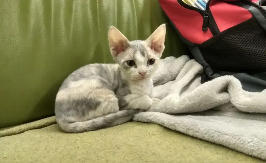 Gdzie kupić koty Devon Rex w Lublinie - hodowcy i dostępność