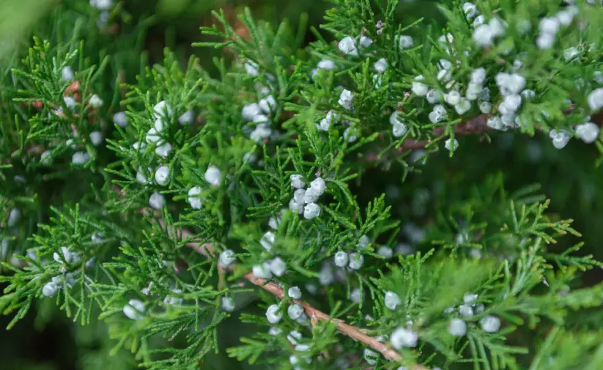 Polen en España - qué plantas lo producen y cómo reducir la exposición