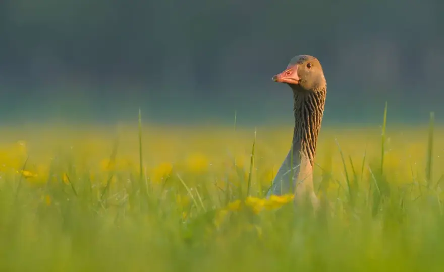 Ile waży gęś gęgawa? Poznaj fakty i ciekawostki