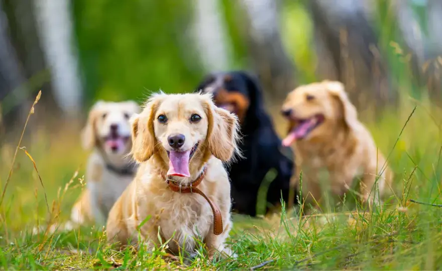Perros pequeños para casa - Guía completa para elegir bien
