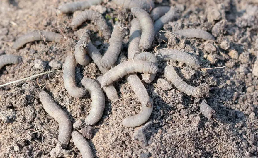 Vers blancs au jardin - Ne détruisez plus vos alliés !
