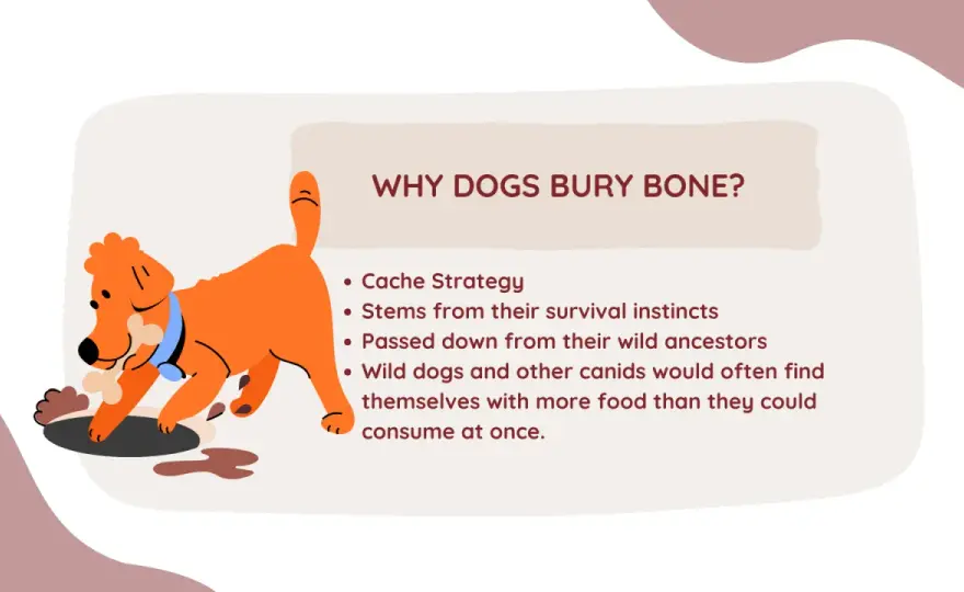 Why Do Dogs Bury Bones? - Instincts, Problems & Solutions