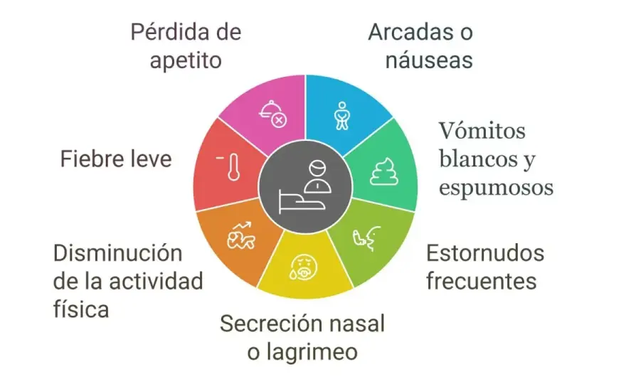 Tos de las perreras - ¿Cuándo preocuparse y cómo actuar?