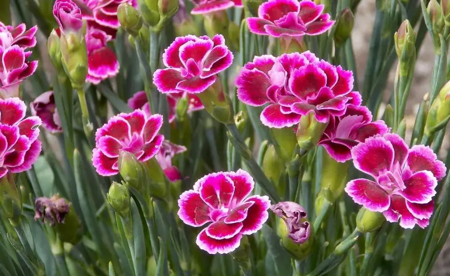 Œillet - Choisir le bon Dianthus pour jardin ou bouquet