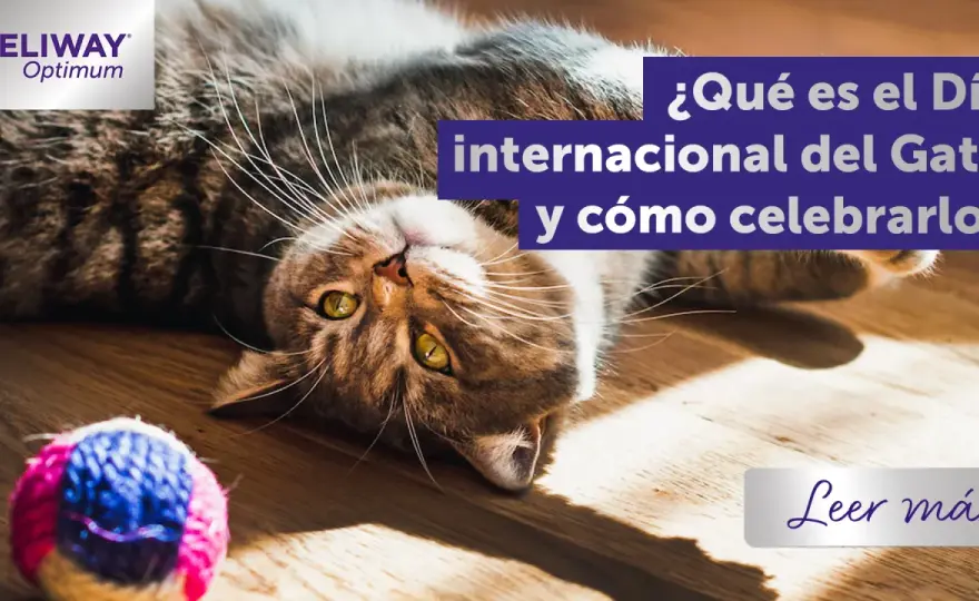 Día del Gato - ¿Cómo celebrarlo bien y sin gastar de más?