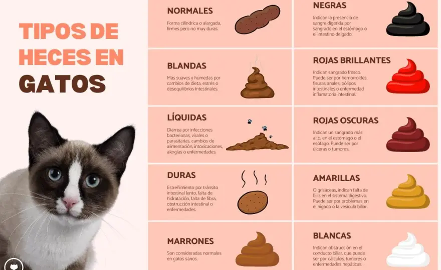 Diarrea en gatos - ¿Cuándo preocuparse y qué hacer?