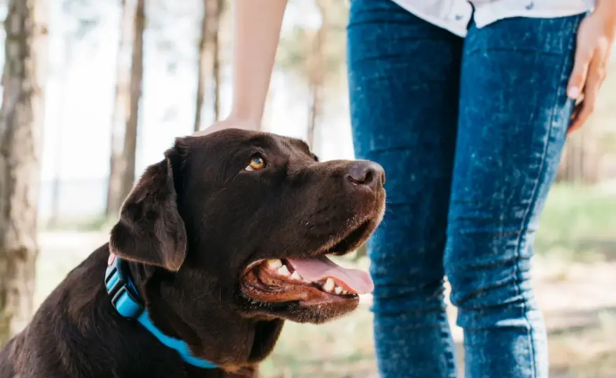 Educar a tu perro - Guía práctica con refuerzo positivo