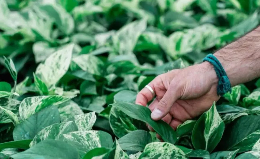 Pothos perfetto - Guida completa per farlo crescere al meglio