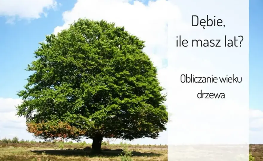 Od ilu lat dąb uznawany jest za wiekowy - poznaj cechy starych dębów