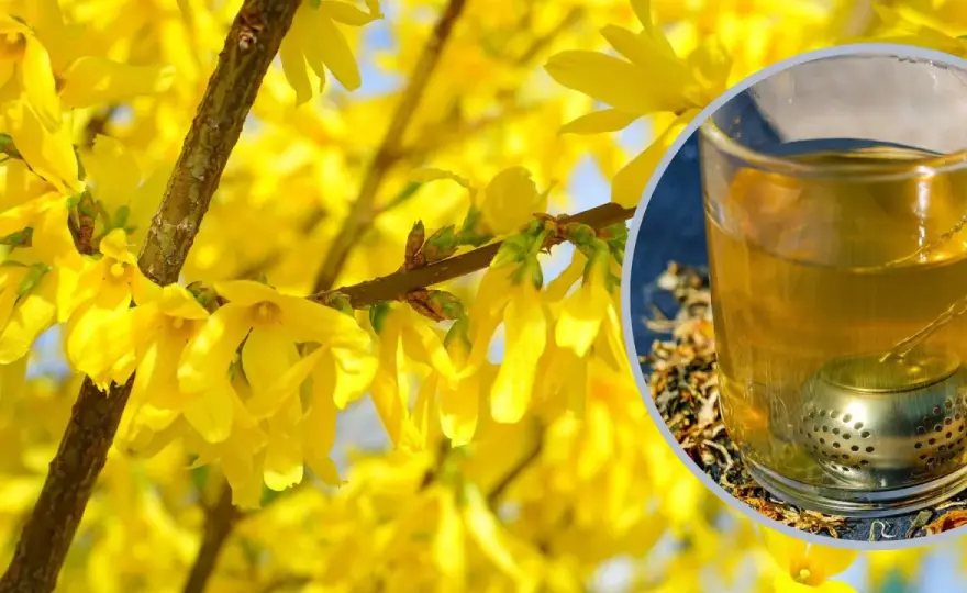 Gdzie kupić herbatę z forsycji: 5 najlepszych sklepów z naturalnymi ziołami