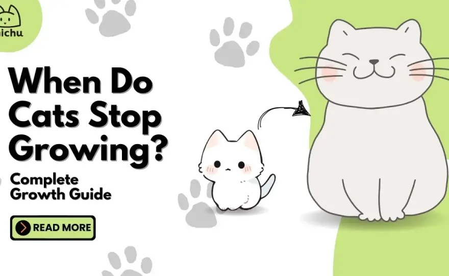 When Do Cats Stop Growing? Your Complete Growth Guide