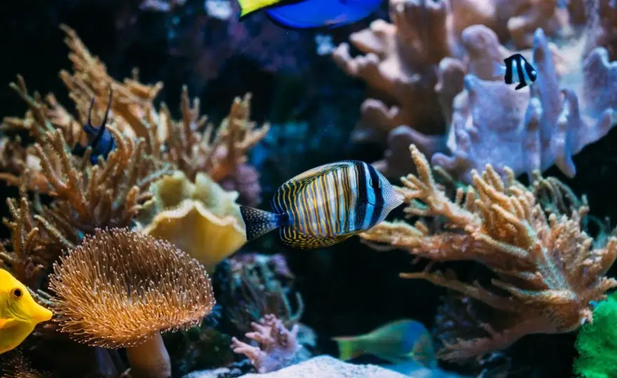 Jakie ryby do akwarium 200l - najlepsze gatunki i ich wymagania