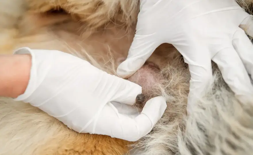 Mamelles gonflées chienne après chaleurs - Quand s'inquiéter ?