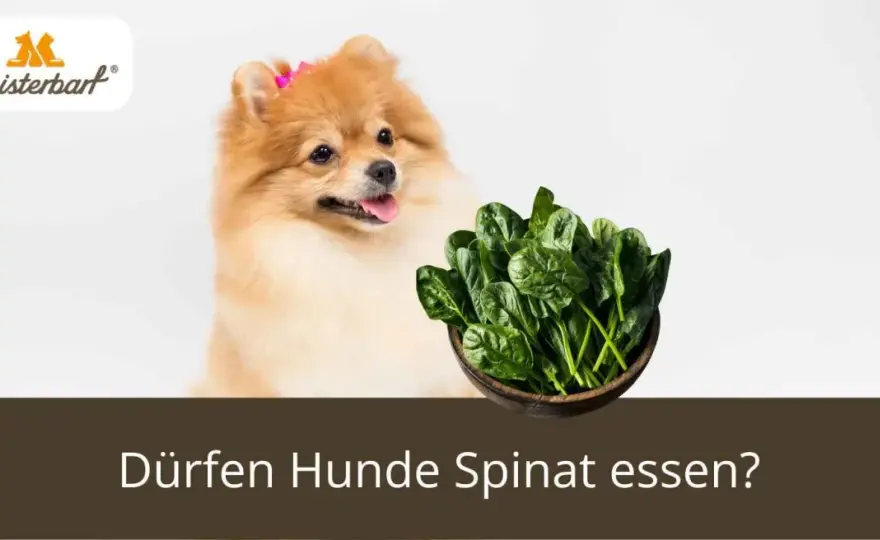 Darf mein Hund Spinat essen? So viel ist wirklich okay