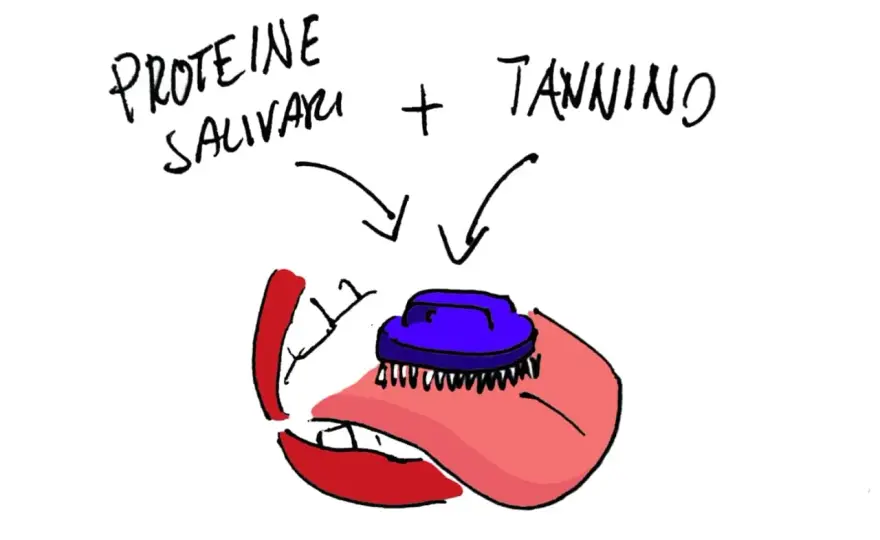 Tannini nel vino - Guida completa per riconoscerli