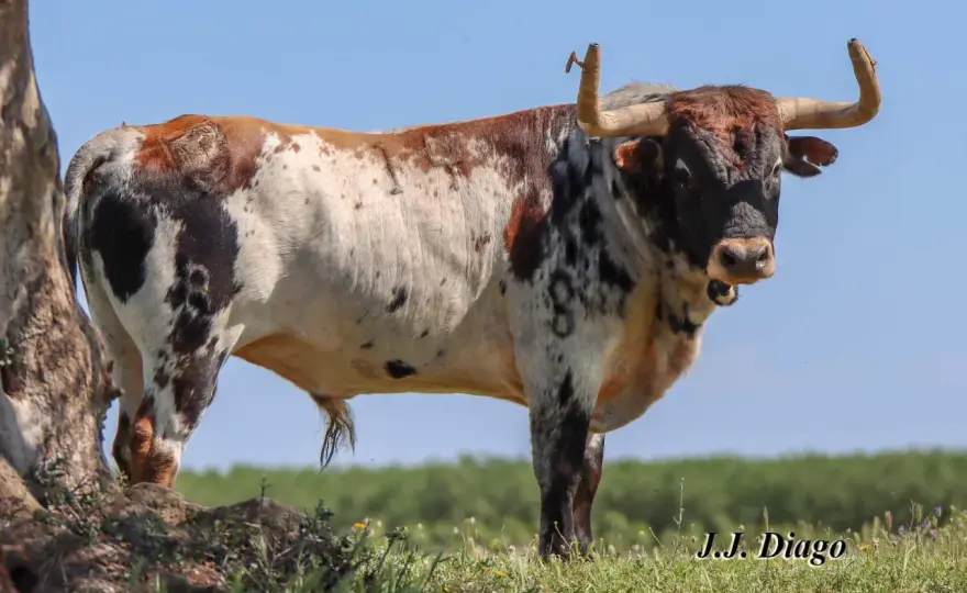 Ganadería Sobral - ¿Por qué este toro bravo es tan especial?