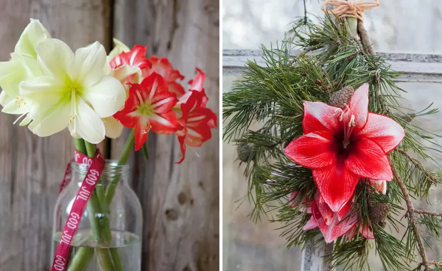 Amaryllis i vas - Så lyckas du för längre hållbarhet