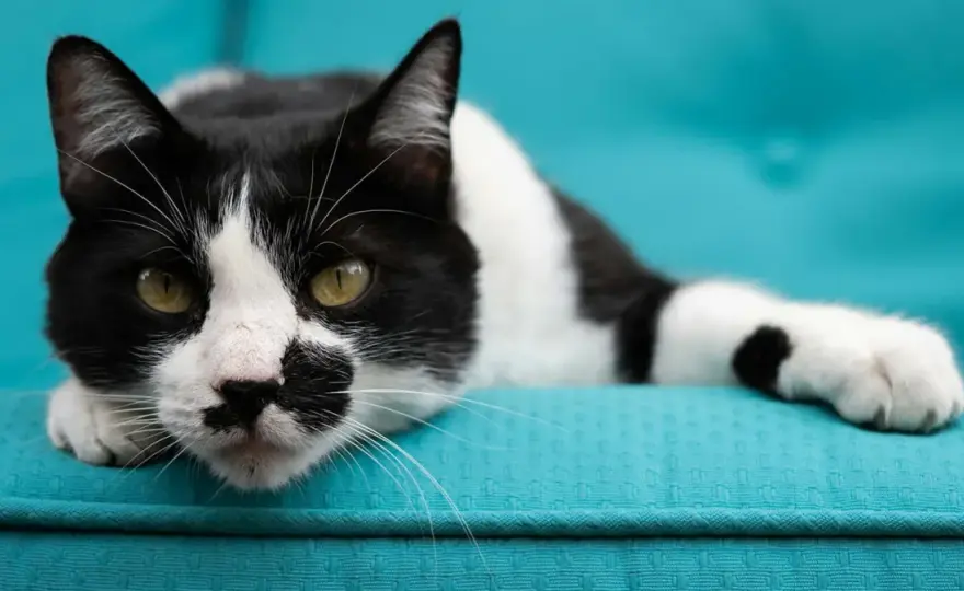 White Cat with Black Spots - Patterns, Care & Health Tips