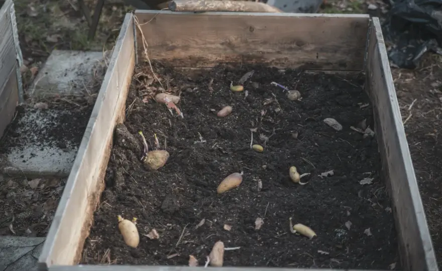 Odla potatis i pallkrage - Få dubbel skörd med våra tips!