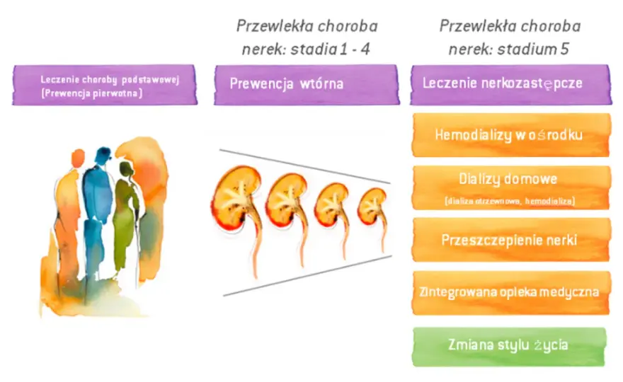 Czy po przeszczepie nerki należy się renta? Sprawdź ważne informacje