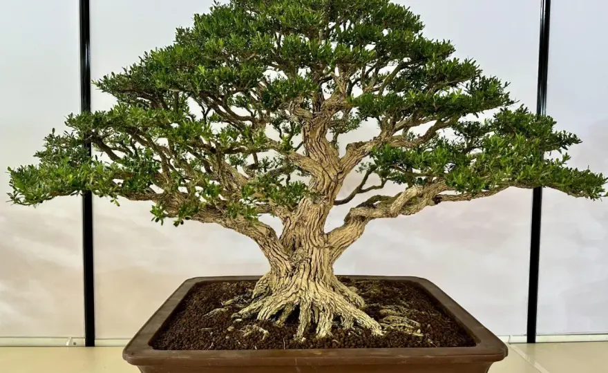 Kiedy przycinać bonsai? Terminy i zasady dla różnych gatunków