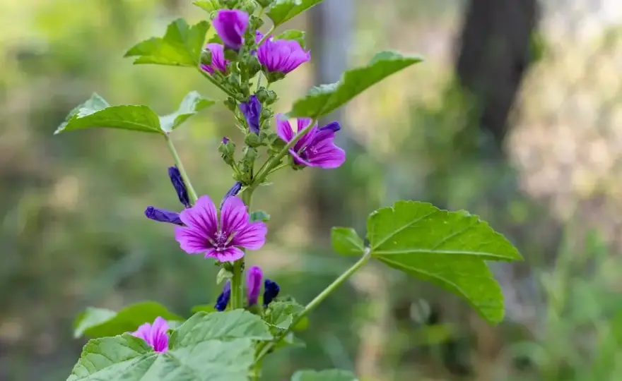 Malva selvatica velenosa? Come riconoscerla senza rischi