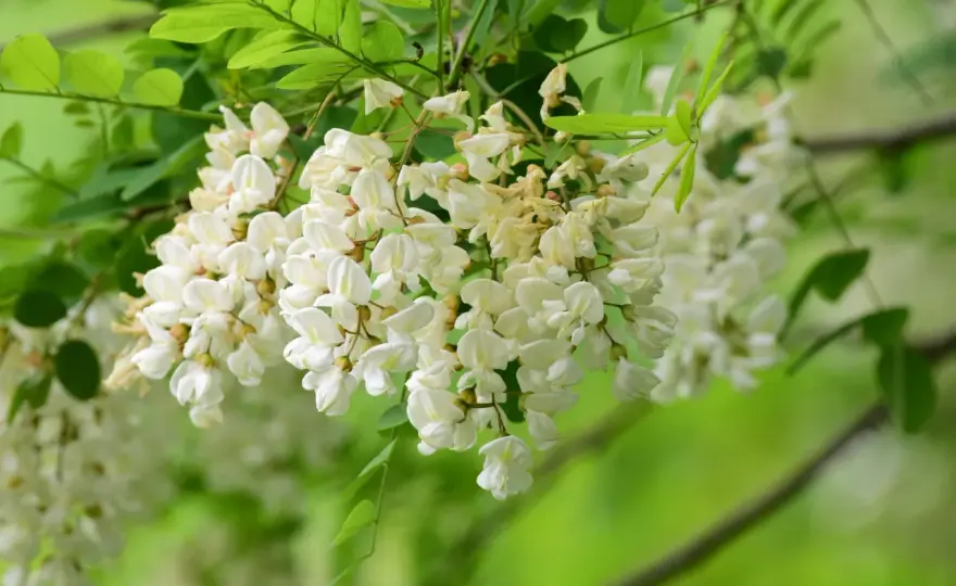 Różowa robinia - Jak ją uprawiać i pielęgnować, by obficie kwitła?