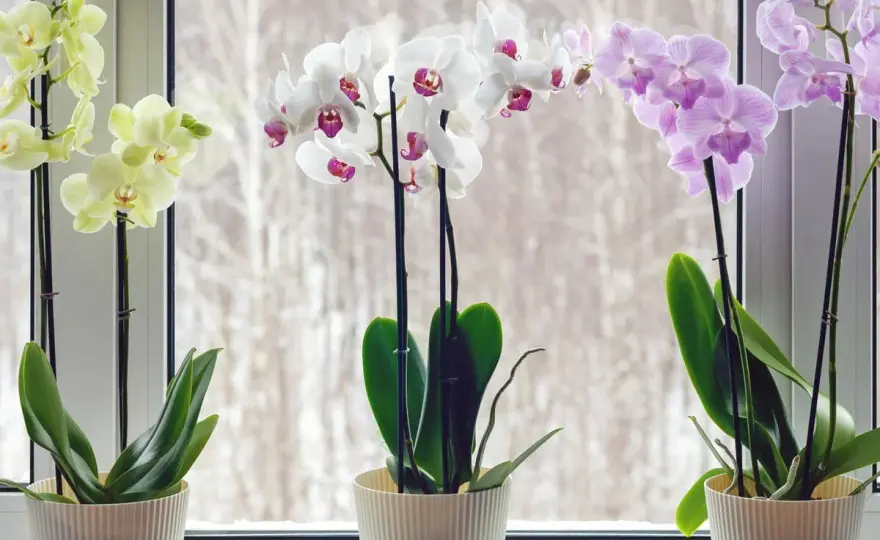Orchideen pflegen - die wichtigsten Regeln für gesunde Blüten