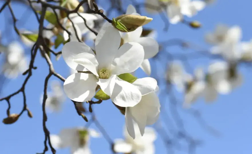 Kiedy kwitnie magnolia? Odmiany, pielęgnacja i długość kwitnienia