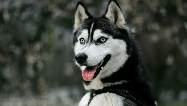 Jak długo żyją husky? Poznaj fakty o ich długości życia