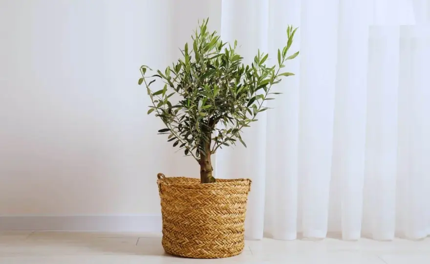 Olivier - De l'Arbre Déco à la Récolte - Le Guide Expert