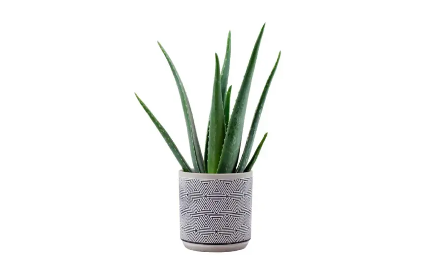 Aloe in Vaso - La Guida Definitiva per una Pianta Perfetta