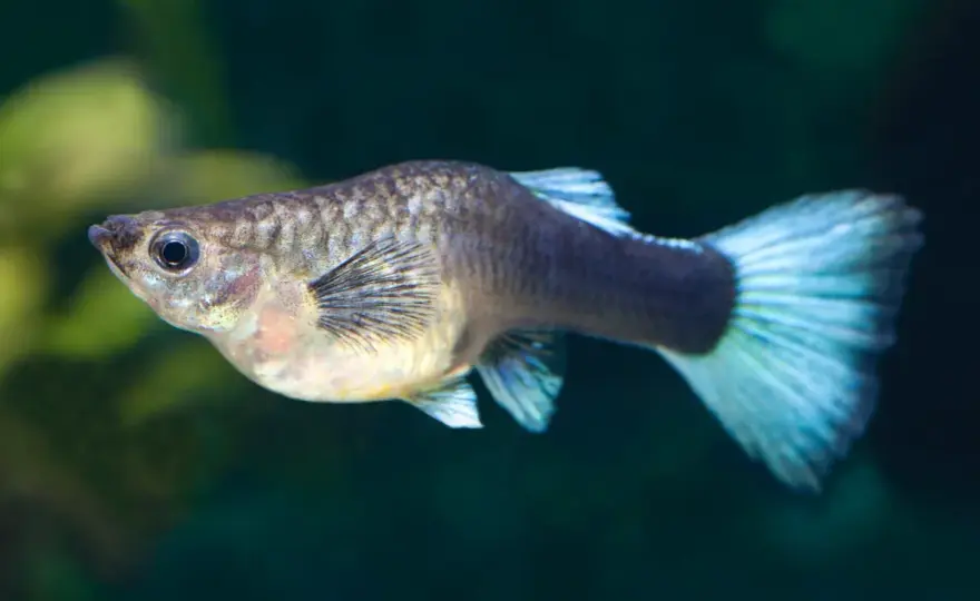 Ile trwa poród gupika? Poznaj czas i tajniki rodzenia młodych rybek