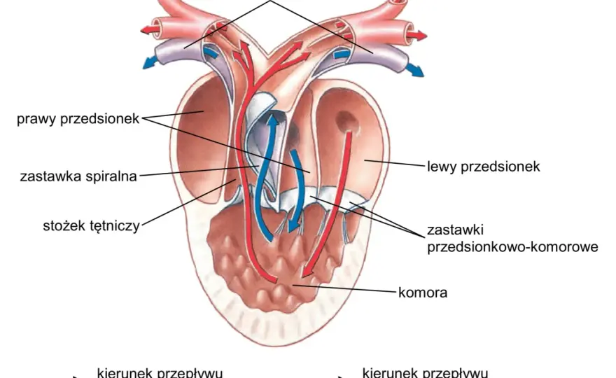 Czy ryby mają serce? - Anatomia, krążenie i praktyka wędkarska