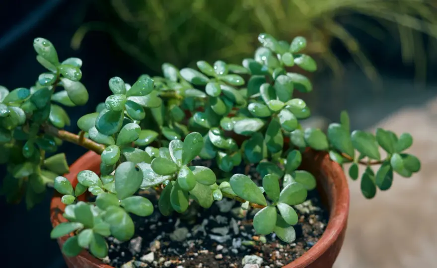 Plantes d’intérieur - les bons gestes pour les garder en forme