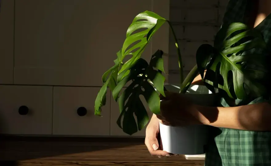 Przesadzanie Monstera - Kiedy i jak to zrobić, by rosła bujnie?