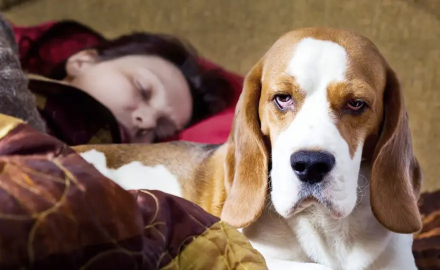 Mi perro duerme pegado a mí - ¿Qué significa?