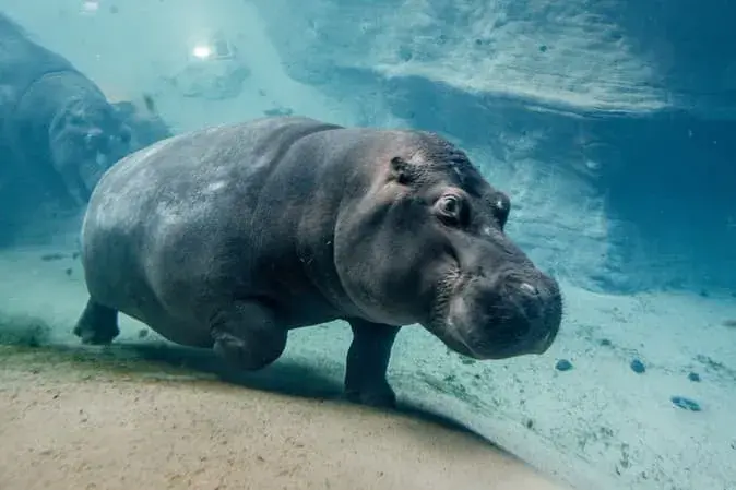 Afrykarium Wrocław - wyjątkowe oceanarium pełne afrykańskich skarbów