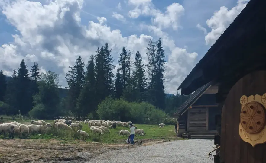 Bacówka na Polanie Biały Potok - tradycyjne sery i atrakcje w okolicy