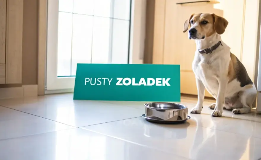 Pies wymiotuje wodą - Kiedy to alarm? Poradnik weterynarza